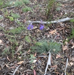 Veronica perfoliata at Numeralla, NSW - 28 Jan 2022