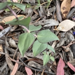 Veronica perfoliata at Numeralla, NSW - 28 Jan 2022