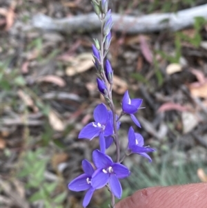 Veronica perfoliata at Numeralla, NSW - 28 Jan 2022