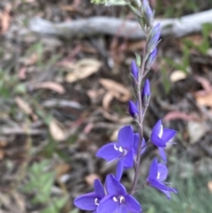 Veronica perfoliata at Numeralla, NSW - 28 Jan 2022