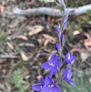 Veronica perfoliata at Numeralla, NSW - 28 Jan 2022 05:30 PM