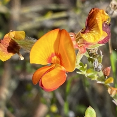 Mirbelia oxylobioides (Mountain Mirbelia) at Numeralla, NSW - 28 Jan 2022 by SteveBorkowskis