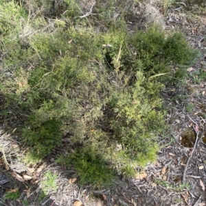 Mirbelia oxylobioides at Numeralla, NSW - 28 Jan 2022