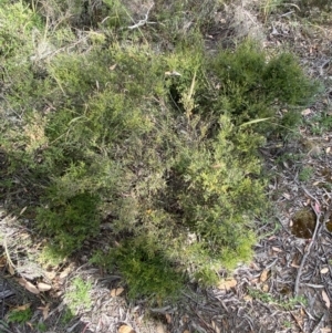 Mirbelia oxylobioides at Numeralla, NSW - 28 Jan 2022 05:36 PM