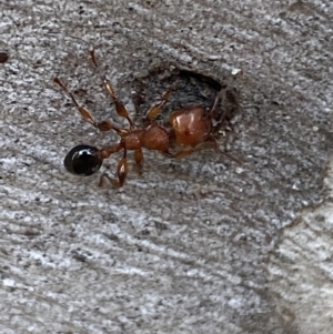 Podomyrma gratiosa at Numeralla, NSW - 28 Jan 2022 05:45 PM