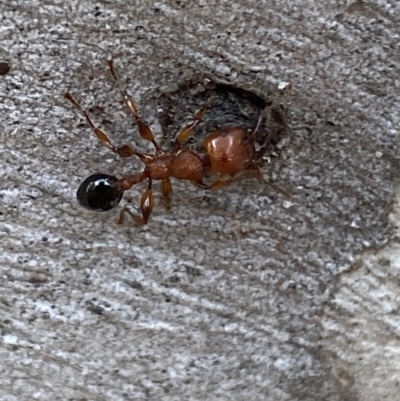 Podomyrma gratiosa (Muscleman tree ant) at Numeralla, NSW - 28 Jan 2022 by SteveBorkowskis