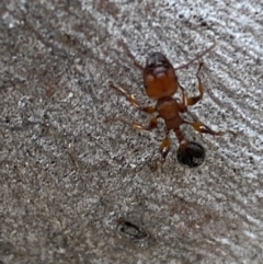 Podomyrma gratiosa at Numeralla, NSW - 28 Jan 2022