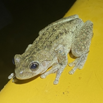 Litoria peronii (Peron's Tree Frog, Emerald Spotted Tree Frog) at Numeralla, NSW - 28 Jan 2022 by SteveBorkowskis