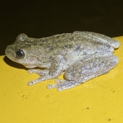 Litoria peronii at Numeralla, NSW - suppressed