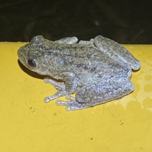 Litoria peronii at Numeralla, NSW - suppressed