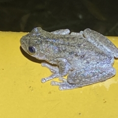 Litoria peronii at Numeralla, NSW - suppressed