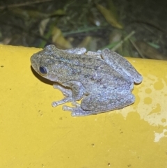 Litoria peronii at Numeralla, NSW - suppressed