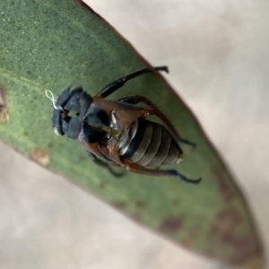 Eurymeloides sp. (genus) at Kybeyan State Conservation Area - 28 Jan 2022