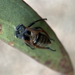 Unidentified Cicada (Hemiptera, Cicadoidea) (TBC) at Kybeyan State Conservation Area - 28 Jan 2022 by Steve_Bok