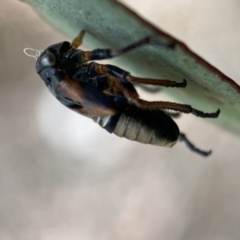 Eurymeloides sp. (genus) at Kybeyan State Conservation Area - 28 Jan 2022