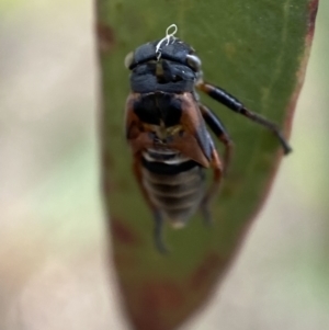 Eurymeloides sp. (genus) at Kybeyan State Conservation Area - 28 Jan 2022 05:42 PM