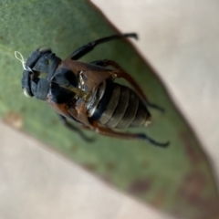 Eurymeloides sp. (genus) at Kybeyan State Conservation Area - 28 Jan 2022