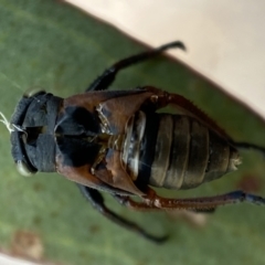 Eurymeloides sp. (genus) at Kybeyan State Conservation Area - 28 Jan 2022