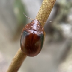 Paropsisterna liturata (Leaf beetle) at Kybeyan State Conservation Area - 28 Jan 2022 by Steve_Bok