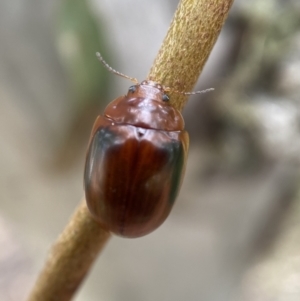 Paropsisterna liturata at Numeralla, NSW - 28 Jan 2022