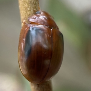 Paropsisterna liturata at Numeralla, NSW - 28 Jan 2022