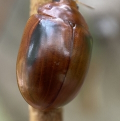 Paropsisterna liturata at Numeralla, NSW - 28 Jan 2022