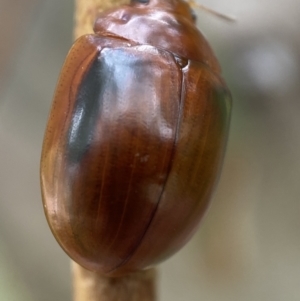 Paropsisterna liturata at Numeralla, NSW - 28 Jan 2022