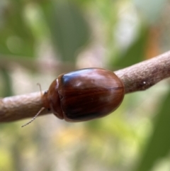 Paropsisterna liturata at Numeralla, NSW - 28 Jan 2022