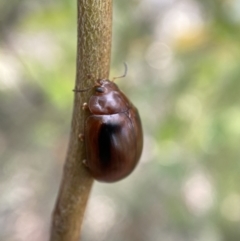 Paropsisterna liturata at Numeralla, NSW - 28 Jan 2022