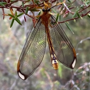 Nymphes myrmeleonoides at Numeralla, NSW - 28 Jan 2022 06:26 PM