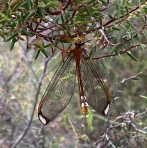 Nymphes myrmeleonoides at Numeralla, NSW - 28 Jan 2022 06:26 PM