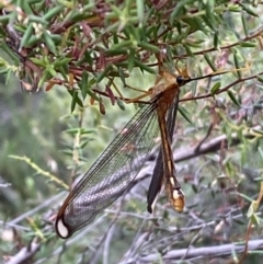 Nymphes myrmeleonoides at Numeralla, NSW - 28 Jan 2022 06:26 PM