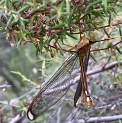 Nymphes myrmeleonoides at Numeralla, NSW - 28 Jan 2022 06:26 PM