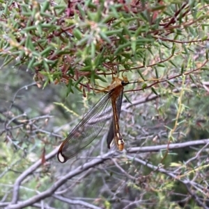 Nymphes myrmeleonoides at Numeralla, NSW - 28 Jan 2022 06:26 PM