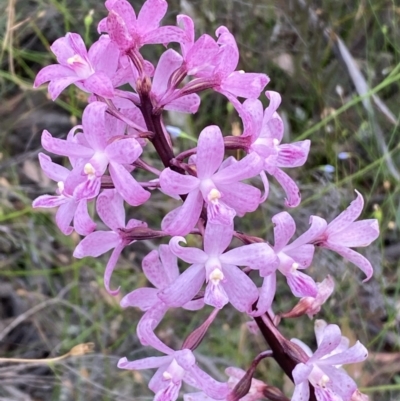 Dipodium roseum (Rosy Hyacinth Orchid) at Numeralla, NSW - 28 Jan 2022 by SteveBorkowskis