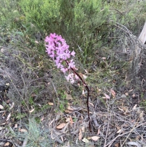 Dipodium roseum at Numeralla, NSW - 28 Jan 2022