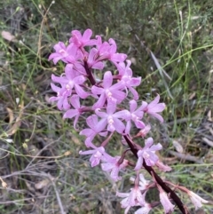 Dipodium roseum at Numeralla, NSW - 28 Jan 2022