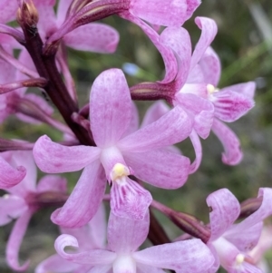 Dipodium roseum at Numeralla, NSW - 28 Jan 2022