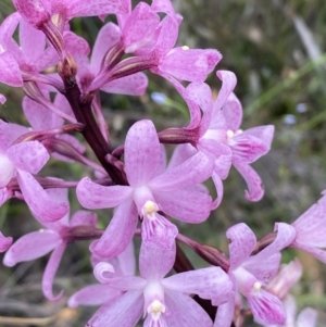 Dipodium roseum at Numeralla, NSW - 28 Jan 2022