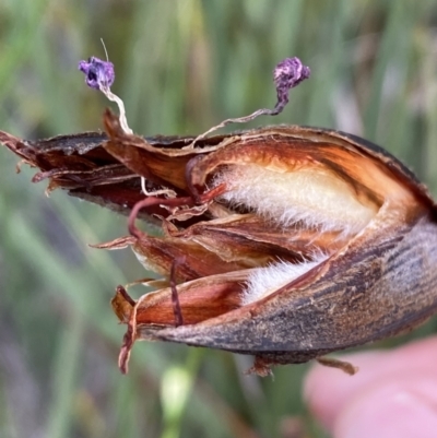 Patersonia (genus) at Numeralla, NSW - 28 Jan 2022 by SteveBorkowskis