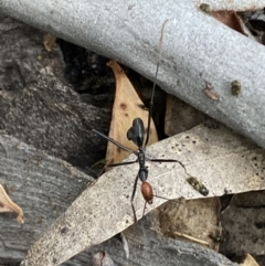 Leptomyrmex erythrocephalus (Spider ant) at Numeralla, NSW - 28 Jan 2022 by SteveBorkowskis
