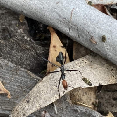 Leptomyrmex erythrocephalus (Spider ant) at Numeralla, NSW - 28 Jan 2022 by SteveBorkowskis