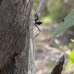 Leptomyrmex erythrocephalus at Numeralla, NSW - 28 Jan 2022 06:47 PM