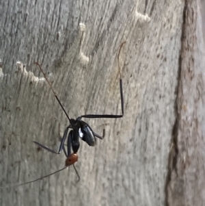 Leptomyrmex erythrocephalus at Numeralla, NSW - 28 Jan 2022 06:47 PM