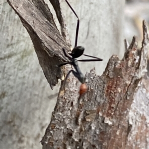 Leptomyrmex erythrocephalus at Numeralla, NSW - 28 Jan 2022 06:47 PM