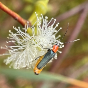 Chauliognathus tricolor (Tricolor soldier beetle) at Molonglo Valley, ACT by PeterA
