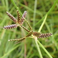 Cyperus sanguinolentus (A Sedge) at Cook, ACT - 18 Jan 2022 by drakes