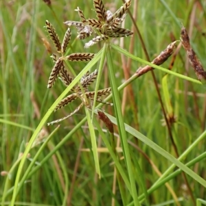 Cyperus sanguinolentus at Cook, ACT - 18 Jan 2022