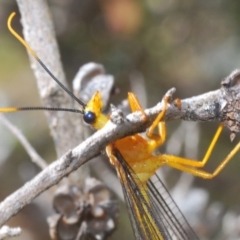 Nymphes myrmeleonoides (Blue eyes lacewing) at Paddys River, ACT - 28 Jan 2022 by Harrisi