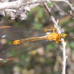 Nymphes myrmeleonoides at Paddys River, ACT - 28 Jan 2022